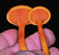 Hygrophoropsis aurantiaca image