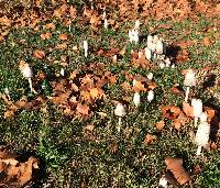 Coprinus comatus image