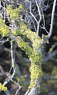 Pseudocyphellaria aurata image