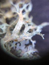 Evernia prunastri image