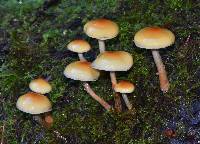 Hypholoma capnoides image