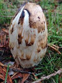 Coprinus comatus image