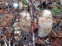 Coprinus comatus image