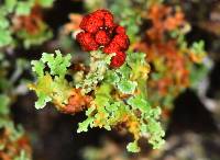 Cladonia bellidiflora image