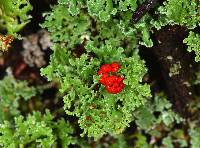 Cladonia bellidiflora image