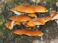 Flammulina velutipes image