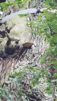 Fistulina hepatica image