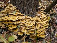 Armillaria mellea image