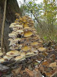 Armillaria mellea image