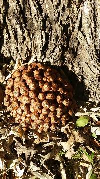 Armillaria tabescens image