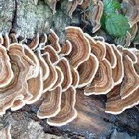 Trametes versicolor image