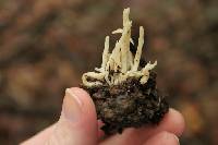 Clavaria fragilis image