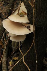 Pleurotus ostreatus image