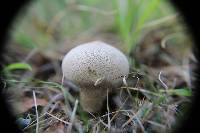 Lycoperdon perlatum image