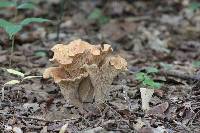 Gomphus floccosus image