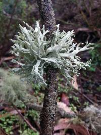 Evernia prunastri image