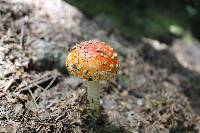 Amanita muscaria image