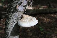 Fomitopsis betulina image