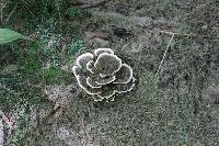 Trametes versicolor image