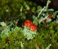 Cladonia bellidiflora image