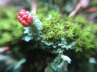 Cladonia bellidiflora image