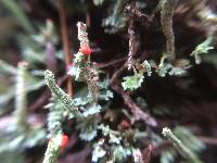 Cladonia bellidiflora image