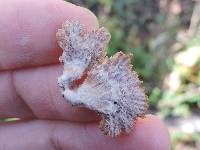 Schizophyllum commune image