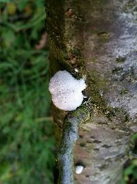 Schizophyllum commune image