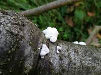 Schizophyllum commune image