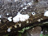 Schizophyllum commune image