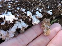 Schizophyllum commune image