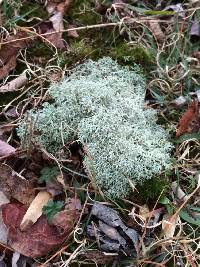 Cladonia subtenuis image