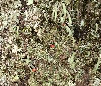 Cladonia macilenta image