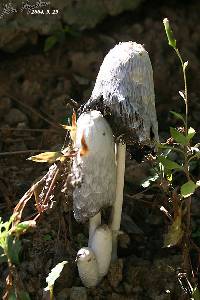 Coprinus comatus image