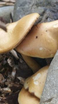 Agrocybe praecox image