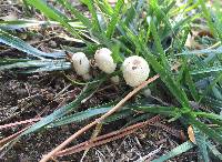 Leucocoprinus cepistipes image