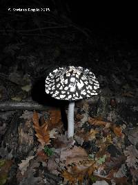 Coprinopsis picacea image