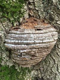 Ganoderma brownii image