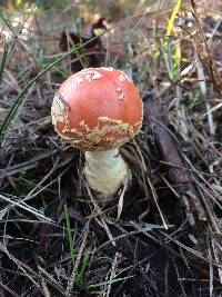 Amanita muscaria image
