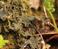 Peltigera collina image