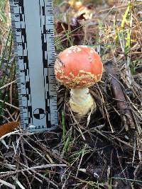 Amanita muscaria image