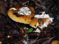 Amanita calyptroderma image