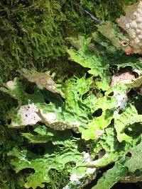 Lobaria pulmonaria image