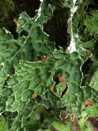 Lobaria pulmonaria image