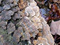 Trametes versicolor image