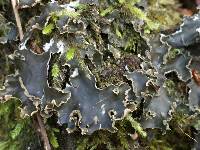 Peltigera collina image