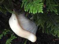 Pleurotus ostreatus image