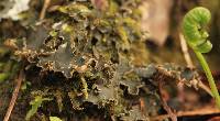 Peltigera collina image