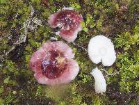 Russula roseopileata image