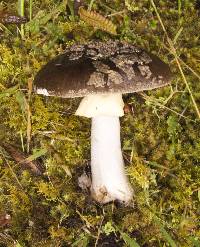 Amanita nothofagi image